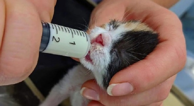 Котенок пьет молоко Котенок ест