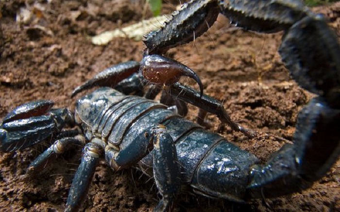 Скорпион был найден во время исследования 2006 года в Гане. Несмотря на свои огромные размеры (8 дюймов), он питается преимущественно термитами и другими мелкими беспозвоночными, а его яд не особенно вреден для человека.
