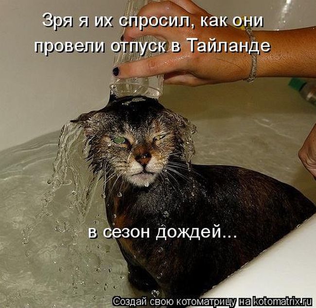 Лучшие котоматрицы недели (49 фото) Забавный котопост