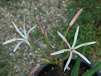 Кринум firmifolium (Photo from Shieldsgardens.com)