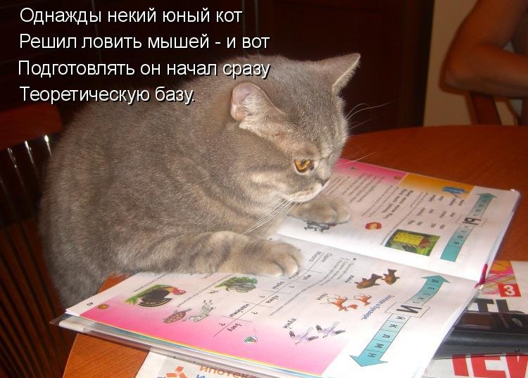 Котоматрица (81 фото)