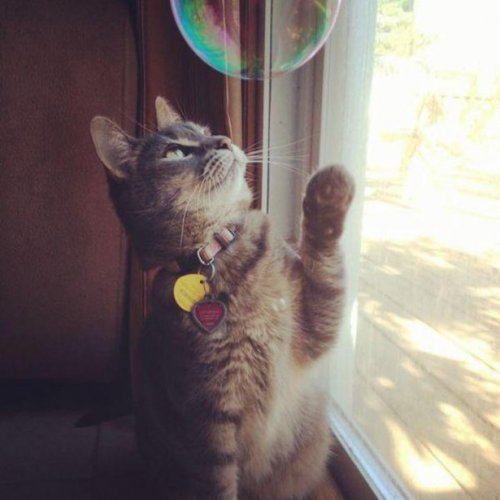 Котики и кошечки, которые вызовут у вас улыбку (29 фото) Котики и кошечки, которые вызовут у вас улыбку (29 фото)