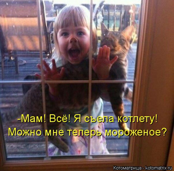 Лучшие котоматрицы недели (50 фото)