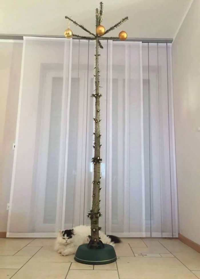 Christmas Tree For Cat Owners