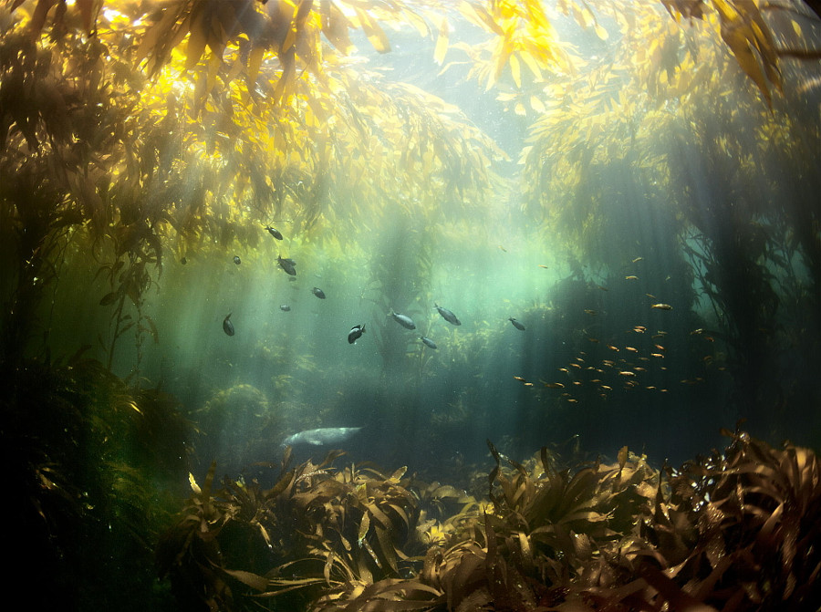 Лес водорослей.  животные, подводная съемка, рыбы, фото