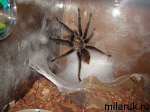 паутина паука,террариум,паук,паук фотографии,рассказ о пауках
