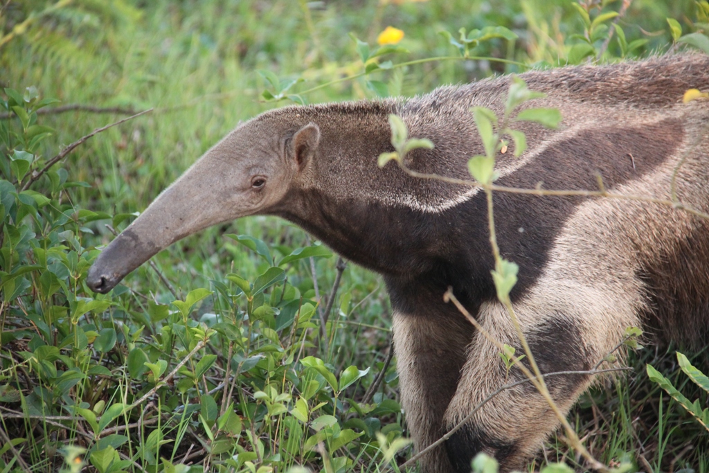 anteater