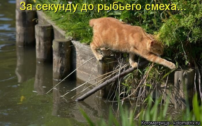 Лучшие котоматрицы недели