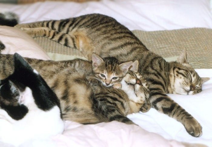 Смешные и просто красивые фотографии кошек (136 фото)