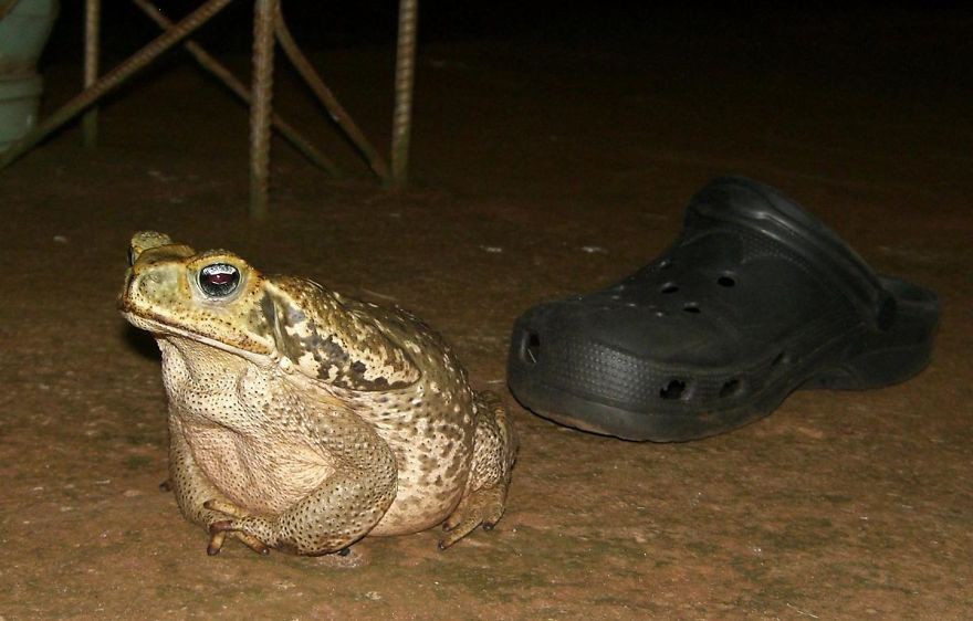 26. ��� ������� �����! ����, �������, ��������