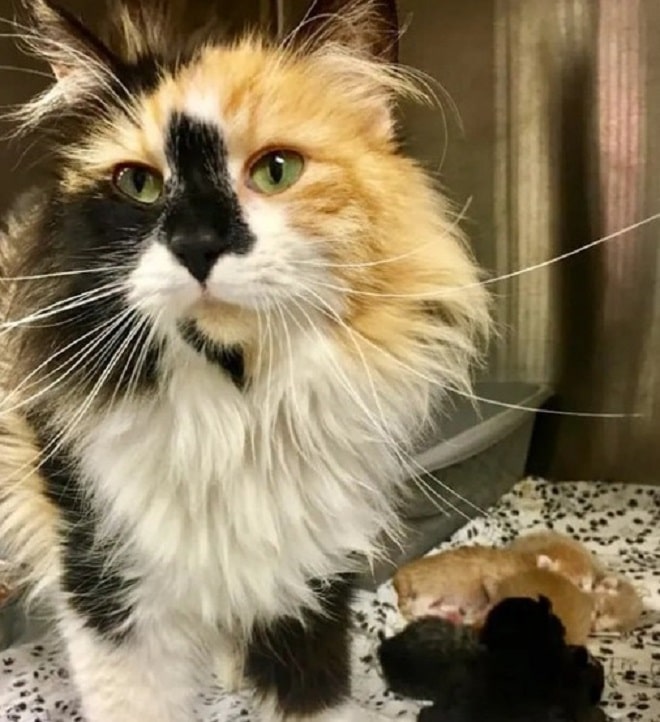 Кошка сидит возле котят Кошка сидит