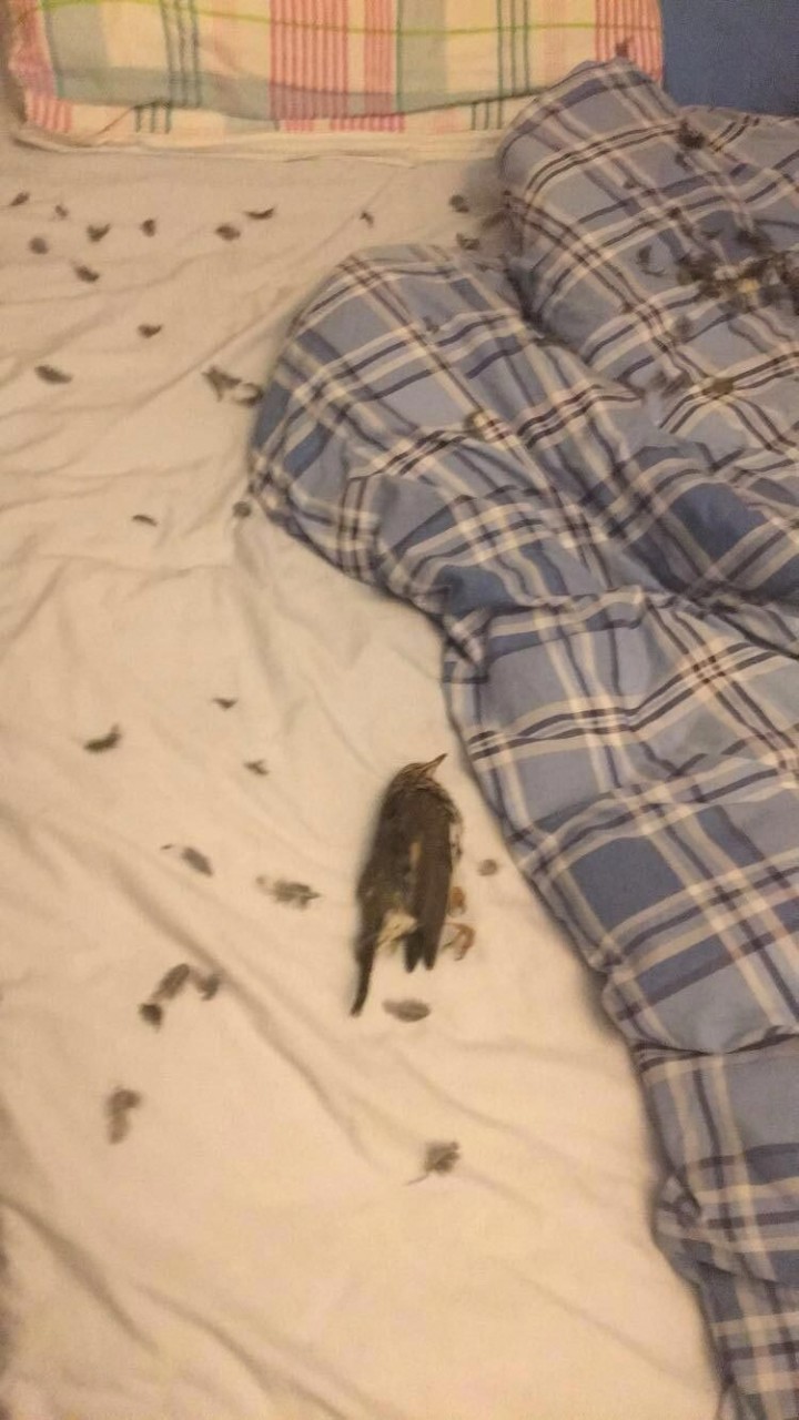 Смешные кошки