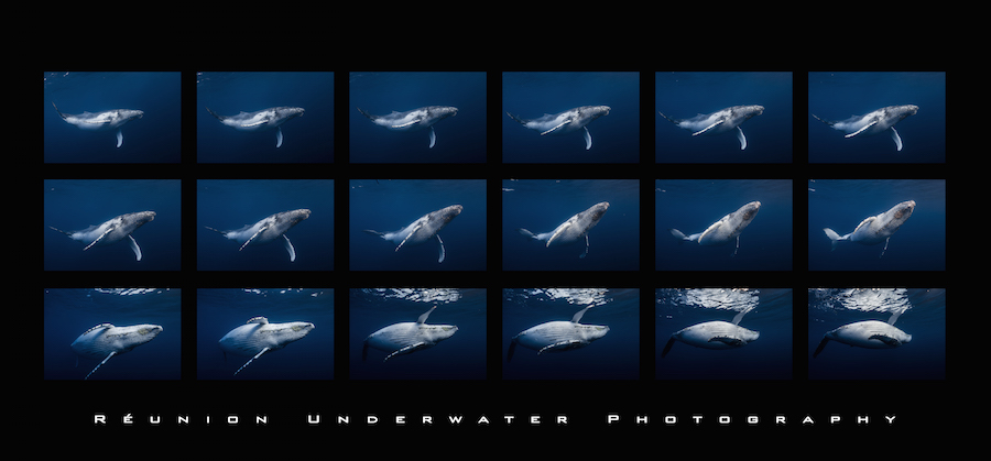 2014 год вода, кит, съёмка, фотоистория