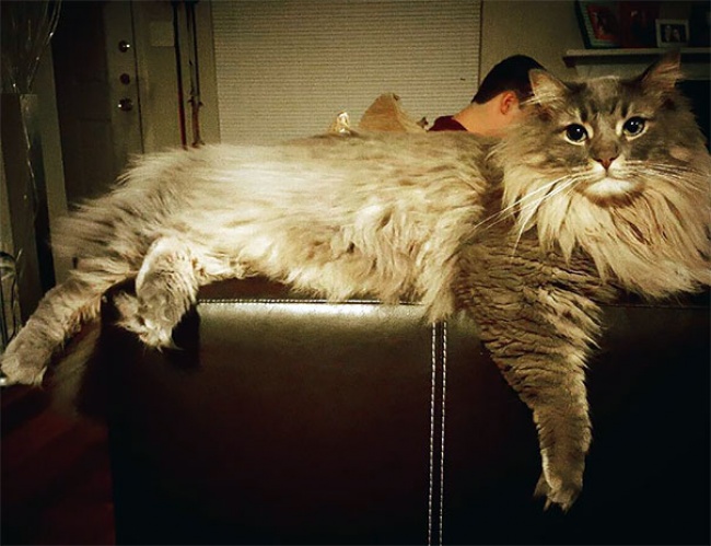 КОШКИН ДОМ. А они совсем не мелкотня! КОШКИН ДОМ. А они совсем не мелкотня!