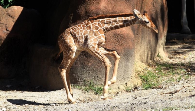 Жирафенок из Сент-Луиса весом 61 кг и ростом 1,83 метра, сын мамы Сьюзи и папы Декстера. Может вырасти высотой до 5,5 метров.