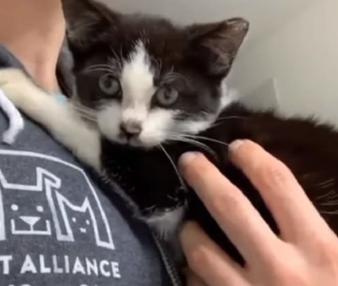 Котенок и волонтер Котенка держат