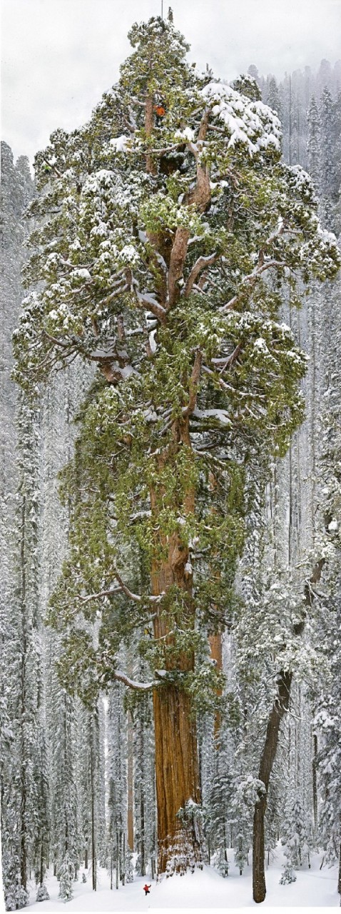 Они посягнули на святое и собственноручно измерили дерево, которое считается одним из самых больших деревьев в мире. видео, гигант, дерево, интересное, природа