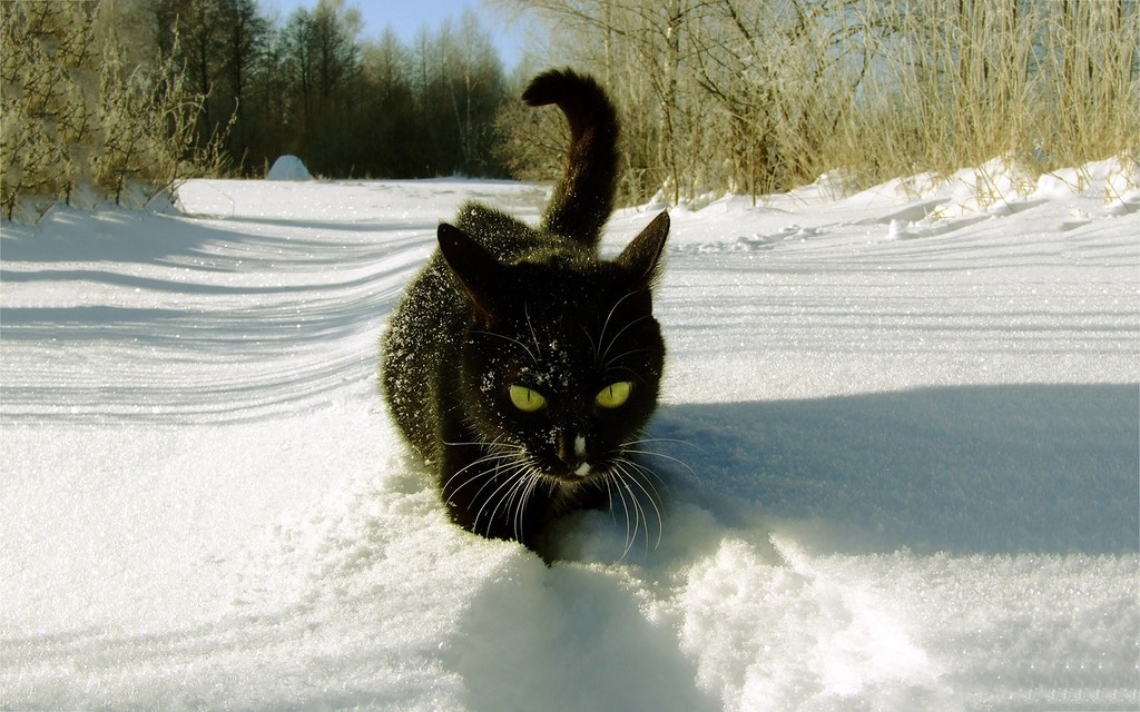 black-cat-snow-1680x1050.jpg