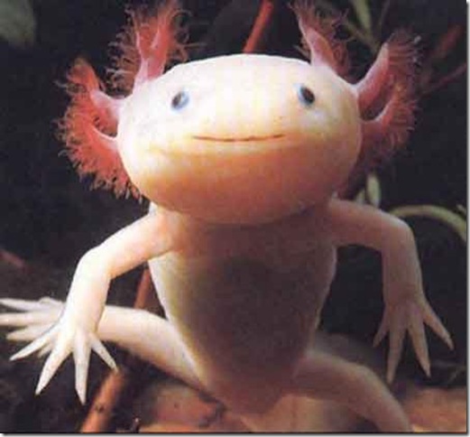 aklo aklo