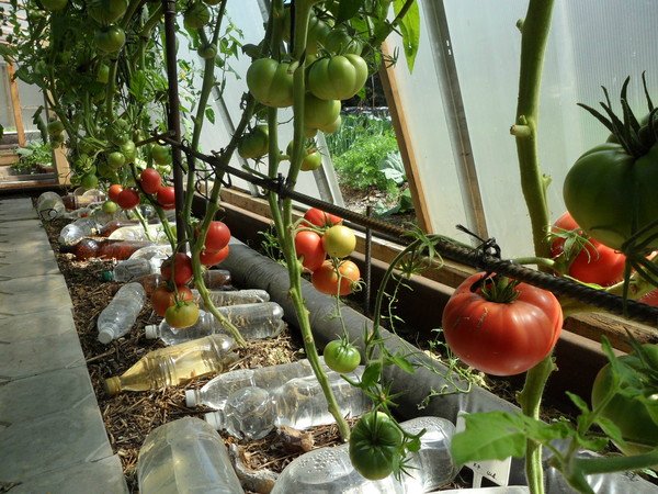 Секреты выращивание рассады томатов без пикировки и с пикировкой