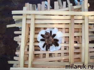 паук,жизнь пауков,животные,рассказ о пауках,костер