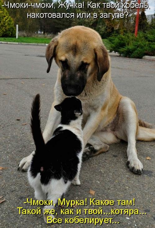 Котоматрица (81 фото)