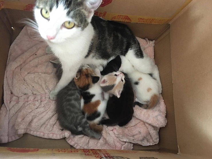 Наша кошка подобрала брошенных котят и принесла домой, а потом… Наша кошка подобрала брошенных котят и принесла домой, а потом…
