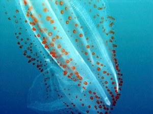 Transparent_Salp Фотография Transparent_Salp