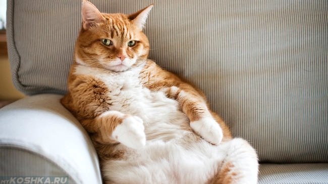Про конфеты и котов. И прочую ерунду Про конфеты и котов. И прочую ерунду