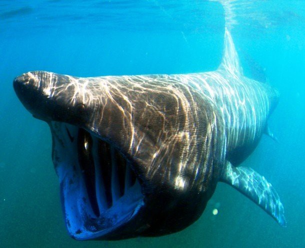 12. Гигантская акула (Basking shark) 12. Гигантская акула (Basking shark) животные, факты