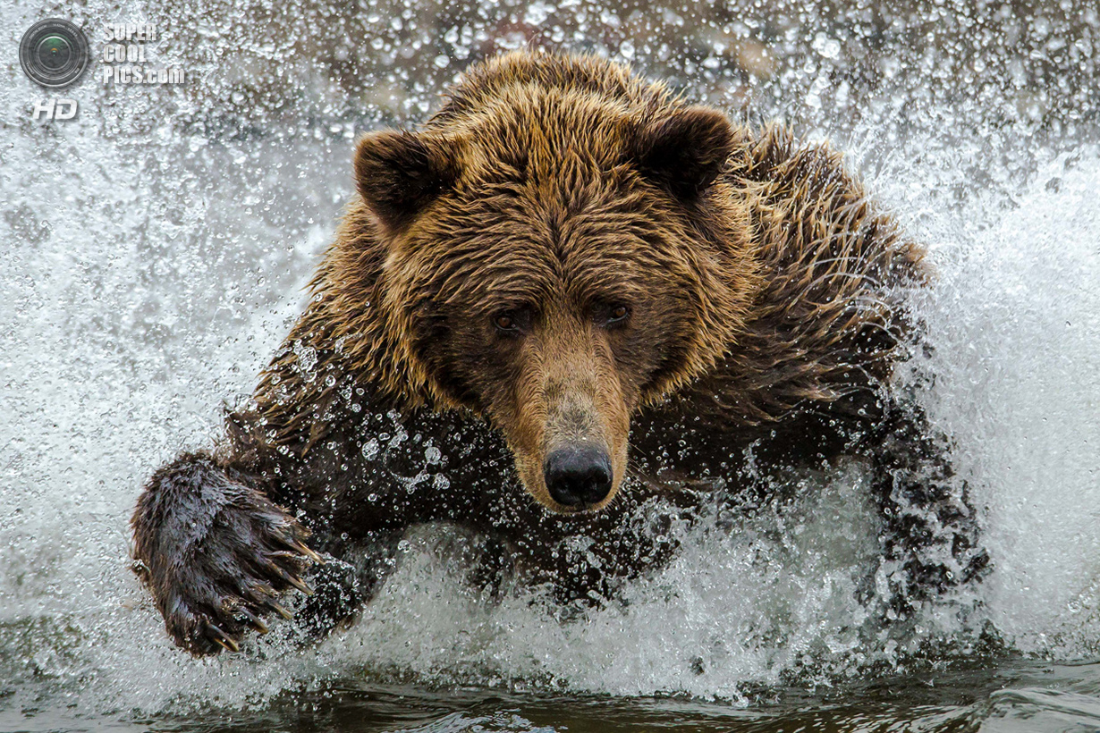           . (Daniel D'Auria/Smithsonian.com)