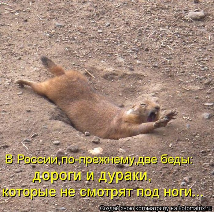 Котоматрицы великолепные, каждая с кусочком тепла, позитива и улыбкой! Котоматрицы великолепные, каждая с кусочком тепла, позитива и улыбкой!