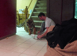 Большие кошки кошачьими делами, смешные тигры львы, анимация большие кошки, анимация тигры львы