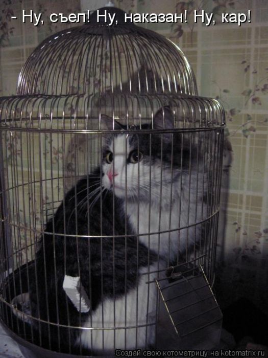 ����������� (49 ����)