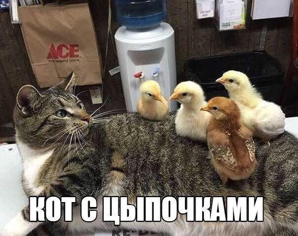 Приколы с братьями меньшими