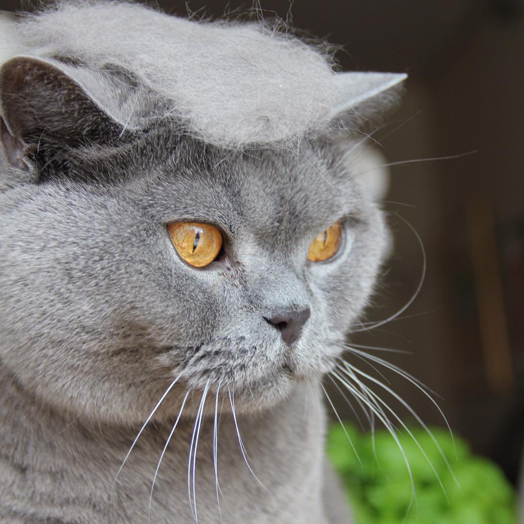 11257765_874066706072619_1281083775_n