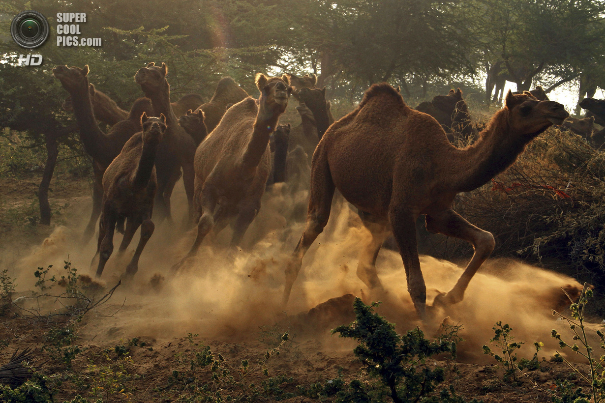 Индия. Пушкар, Раджастхан. 7 ноября. На ярмарке верблюдов. (AP Photo/Deepak Sharma)