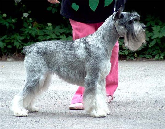 Миттельшнауцер