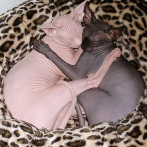 как загорают кошки сфинксы