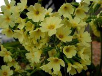 Primula veris ()