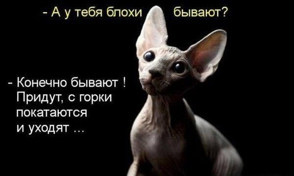 Кошачий фотопост! Кошачий фотопост! коты, юмор