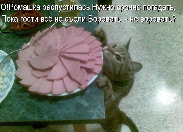 Котоматрица (81 фото)