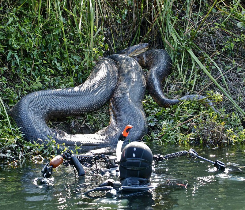 Удивительные фотографии гигантской анаконды анаконда, дайвер, экстрим