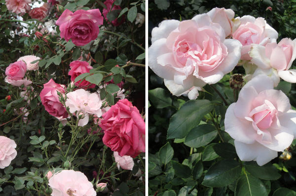 Прелесть розовых оттенков: слева Rosarium Uetersen и Home&amp;Garden, справа Petit Trianon. Фото автора
