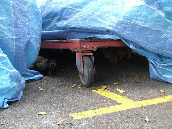 Кошки в засаде