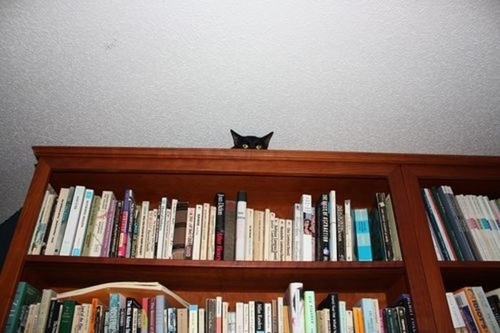 Кошки в засаде