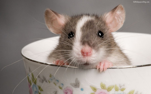 Фото крысок