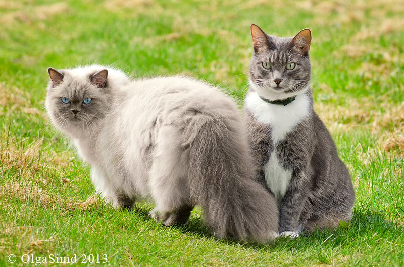 NewPix.ru - Отношения человека и кошки. Красивые фотографии кошек