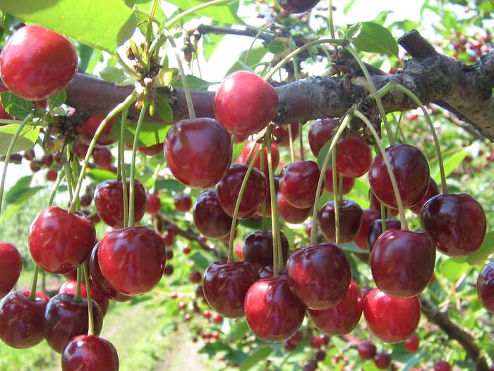 Выращивание самоплодной вишни