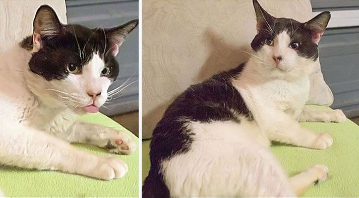 Удивительное преображение бездомного кота, который был спасён от верной гибели Удивительное преображение бездомного кота, который был спасён от верной гибели